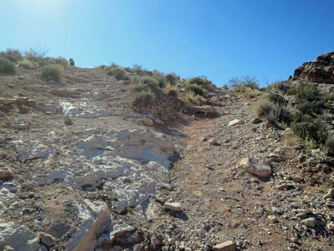 Calico Hills Loop Trail