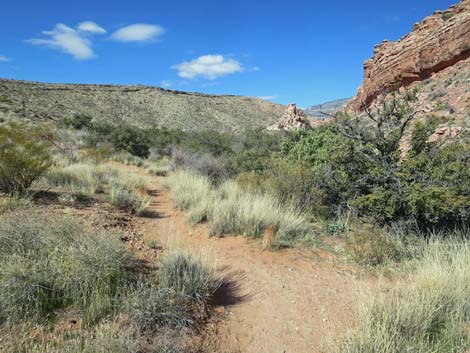 Calico Basin Overlook Trail