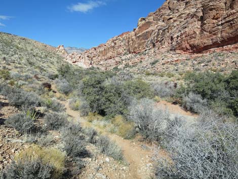 Calico Basin Overlook Trail