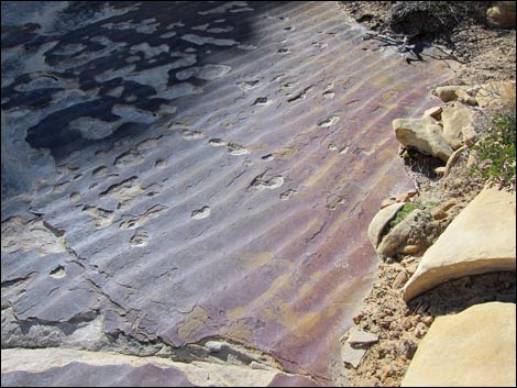 Calico Tanks