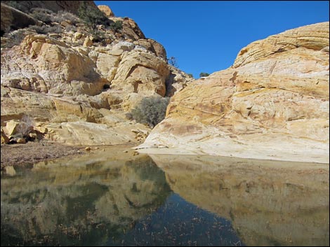 Calico Tanks