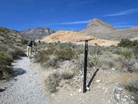 Calico Hills Loop Trail