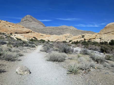 Calico Hills Loop Trail