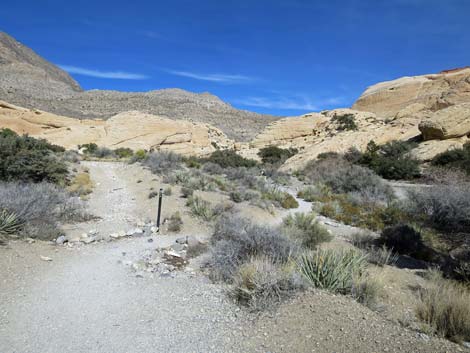 Calico Hills Loop Trail