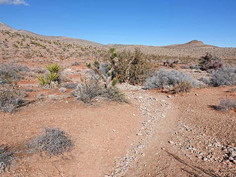 Calico Wash Trail