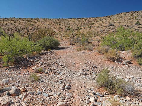 Calico Wash Trail