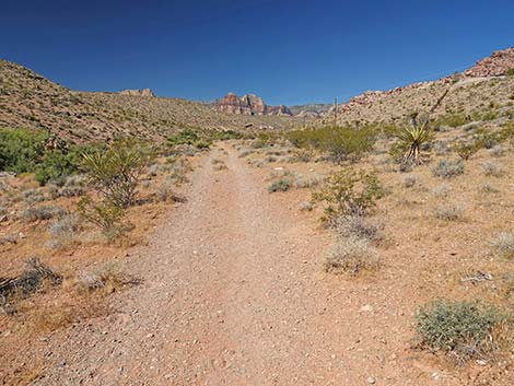 Calico Wash Trail