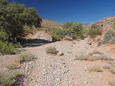 Calico Wash Trail