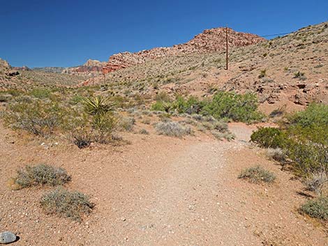 Calico Wash Trail