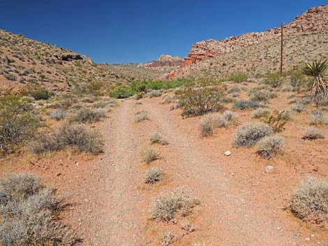 Calico Wash Trail