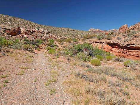 Calico Wash Trail