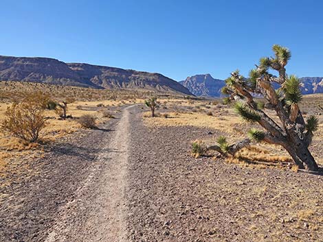 Fire Station Hill Trail