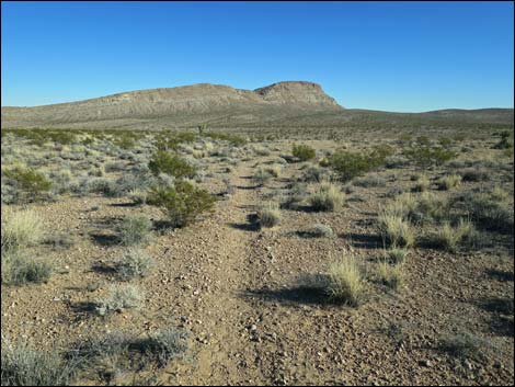 Campground Flats Loop Trail