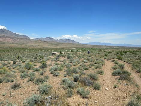 Campground Wash Trail