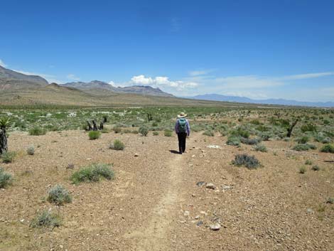 Campground Wash Trail