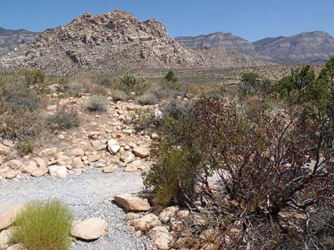 Dales Trail