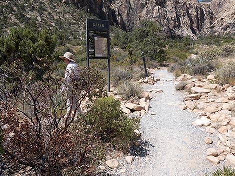 Dales Trail