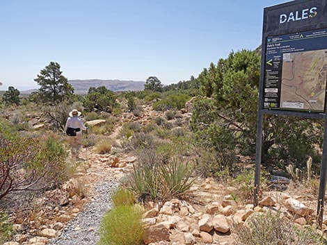 Dales Trail