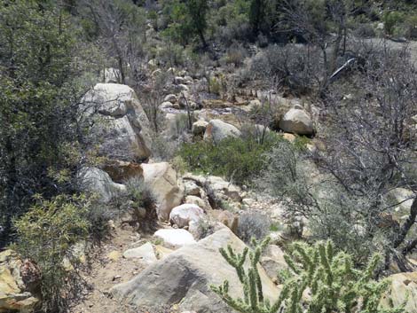 Escarpment Trail