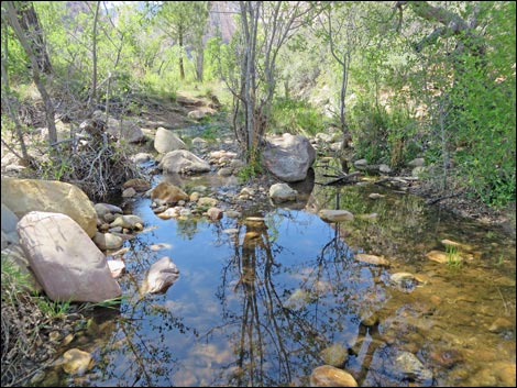 Fire Ecology Trail