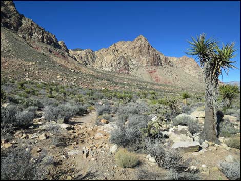 Lone Grapevine Spring