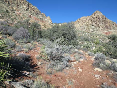 Lone Grapevine Spring