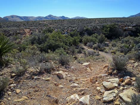 Lone Grapevine Spring