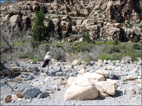 Lost Creek Trail