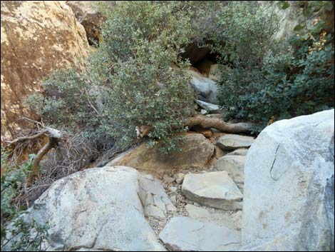 Lower Lost Creek Falls