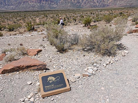 Ride Share Deluxe Loop Trail