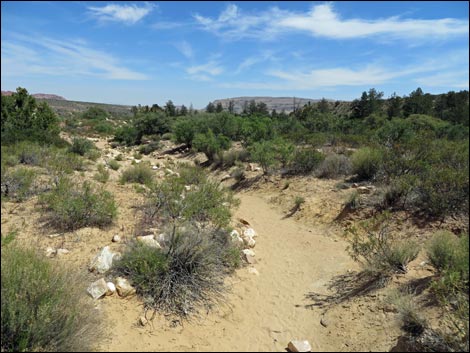 Pine Creek Trail