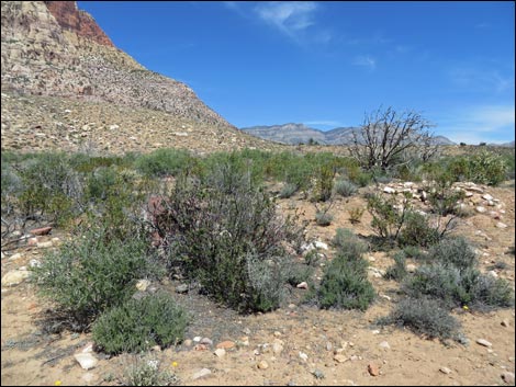 Pine Creek Trail