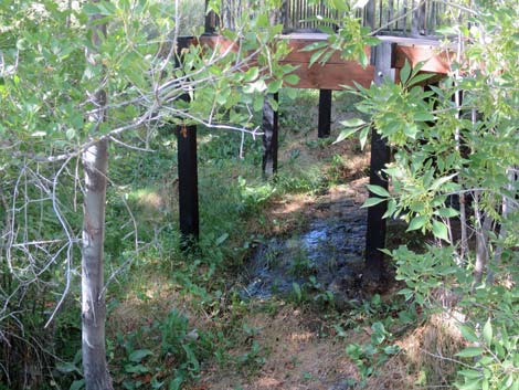 Red Spring Boardwalk