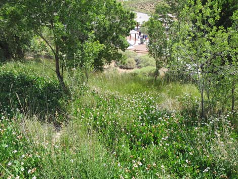 Red Spring Boardwalk