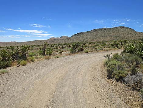 Lone Grapevine Road