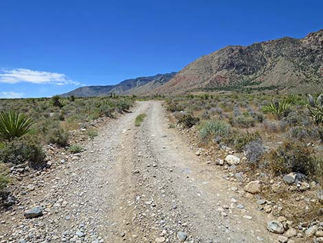 Lone Grapevine Road