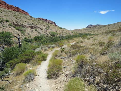 Calico Hills Trail - Sandstone Quarry to Calico 1