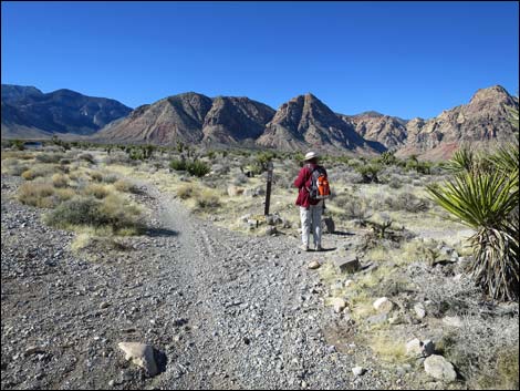 Cottonwood Valley Springs Loop Trail