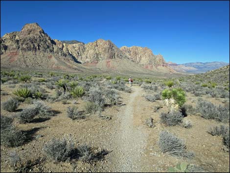 Cottonwood Valley Springs Loop Trail