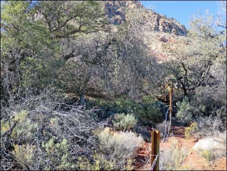 Cottonwood Valley Springs Loop Trail