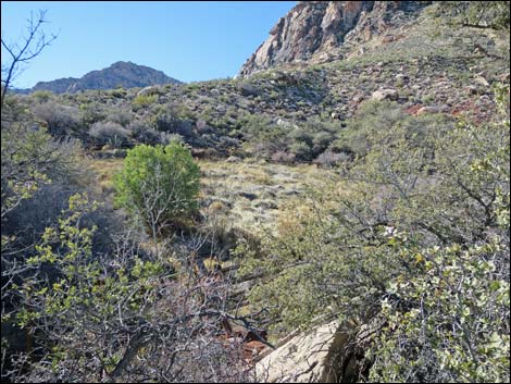 Cottonwood Valley Springs Loop Trail