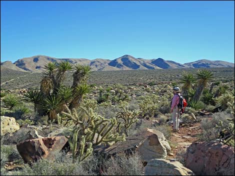 Cottonwood Valley Springs Loop Trail