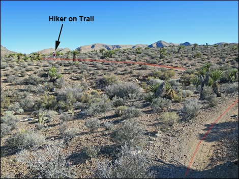 Cottonwood Valley Springs Loop Trail