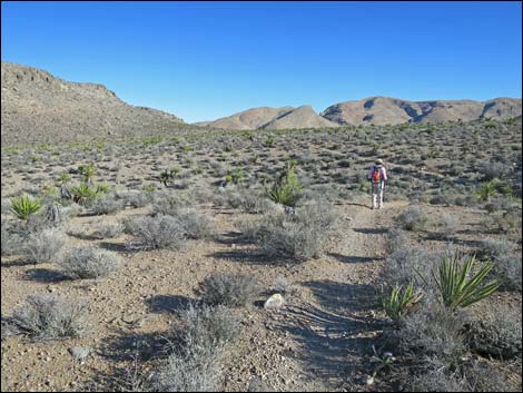 Cottonwood Valley Springs Loop Trail