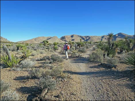 Cottonwood Valley Springs Loop Trail