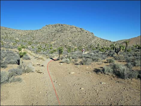 Cottonwood Valley Springs Loop Trail