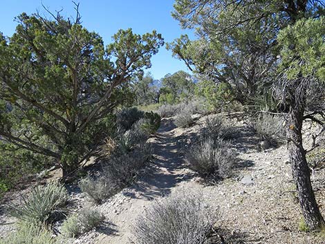 White Rock Loop Trail