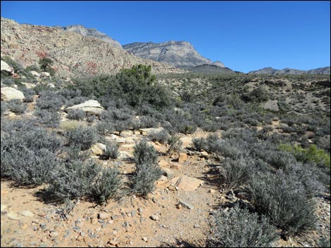 White Rock Loop Trail