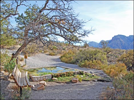 White Rock Spring