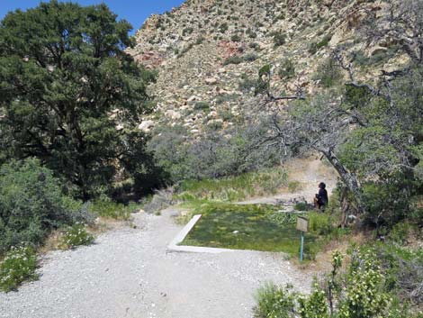 White Rock Spring Trail